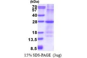 GSTM1 Protein (AA 1-181) (His tag)