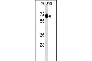 MEPCE Antibody (Center) (ABIN657029 and ABIN2846203) western blot analysis in mouse lung tissue lysates (35 μg/lane). (MEPCE Antikörper  (AA 239-267))