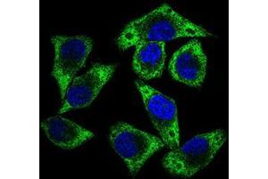 Immunofluorescence analysis of HepG2 cells using GUCY1A3 mouse mAb (green). (GUCY1A1 Antikörper  (AA 22-214))