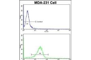 Flow cytometric analysis of MDA-231 cells using DLG Antibody (N-term)(bottom histogram) compared to a negative control cell (top histogram). (DLGAP1 Antikörper  (N-Term))