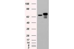 Image no. 3 for anti-Catenin (Cadherin-Associated Protein), beta 1, 88kDa (CTNNB1) (AA 531-781) antibody (ABIN1496900)