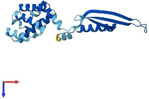 COMMD2 Protein (AA 1-199) (His tag)