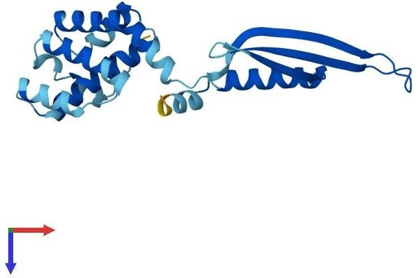 COMMD2 Protein (AA 1-199) (His tag)