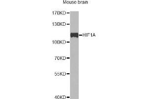 Western blot analysis of extracts of mouse brain, using HIF1A antibody (ABIN2736893) at 1:1000 dilution. (HIF1A Antikörper)