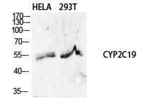 Western Blot (WB) analysis of specific cells using CYP2C19 Polyclonal Antibody. (CYP2C19 Antikörper  (Internal Region))