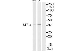 Western blot analysis of extracts from A549 cells and Jurkat cells, using ATF-4 (Ab-219) Antibody. (ATF4 Antikörper  (C-Term))