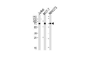 RPS6KB2 Antibody (ABIN659036 and ABIN2838051) western blot analysis in Jurkat, MCF-7, mouse NIH/3T3 cell lysates (35 μg/lane). (RPS6KB2 Antikörper)