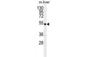 Western Blotting (WB) image for anti-Growth Differentiation Factor 6 (GDF6) antibody (ABIN2996308) (GDF6 Antikörper)