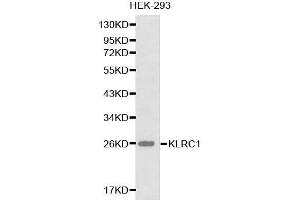 Western blot analysis of HEK-293 cell lysate using KLRC1 antibody. (KLRC1 Antikörper  (AA 96-215))