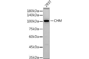 Western blot analysis of extracts of 293T cells, using (ABIN7266354) at 1:500 dilution. (CHM Antikörper)