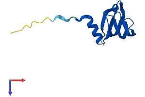 SNRPE Protein (AA 1-92) (His tag)