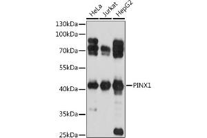 Western blot analysis of extracts of various cell lines, using PINX1 antibody (ABIN7269377) at 1:1000 dilution. (PINX1 Antikörper  (AA 127-328))