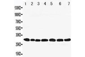 Western Blotting (WB) image for anti-Peroxiredoxin 4 (PRDX4) (AA 253-271), (C-Term) antibody (ABIN3043023) (Peroxiredoxin 4 Antikörper  (C-Term))