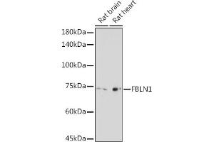 Western blot analysis of extracts of various cell lines, using FBLN1 Rabbit pAb (ABIN7267200) at 1:2000 dilution. (Fibulin 1 Antikörper  (AA 570-670))