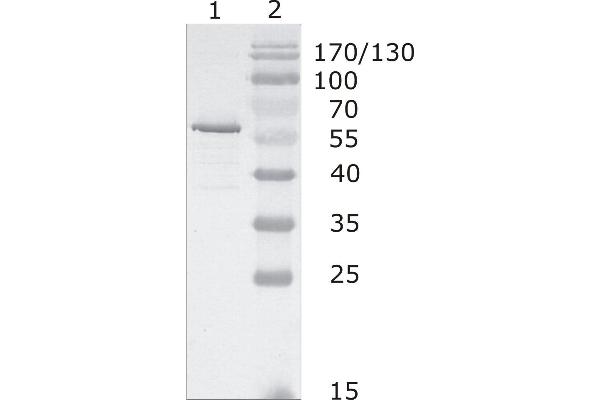 HIV-1 p24 Antikörper  (AA 48-62)