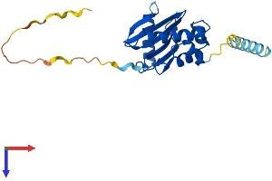 COPZ2 Protein (AA 1-205) (His tag)