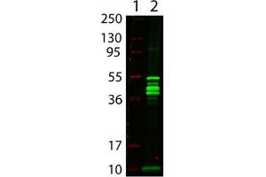 Image no. 1 for anti-MBP Tag antibody (ABIN401023) (MBP Tag Antikörper)