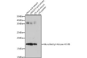 Western blot analysis of extracts of various cell lines, using MonoMethyl-Histone H3-R8 antibody (ABIN3017482, ABIN3017483, ABIN3017484 and ABIN6220107) at 1:500 dilution. (Histone 3 Antikörper  (H3R8me))