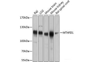 Western blot analysis of extracts of various cell lines using MTHFD1 Polyclonal Antibody at dilution of 1:1000. (MTHFD1 Antikörper)