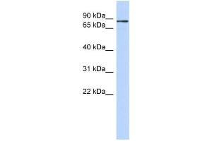 Western Blotting (WB) image for anti-Zinc Finger Protein 366 (ZNF366) antibody (ABIN2458455) (ZNF366 Antikörper)