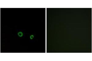 Immunofluorescence (IF) image for anti-Taste Receptor, Type 2, Member 10 (TAS2R10) (AA 122-171) antibody (ABIN1536000)