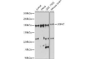 Western blot analysis of extracts of various cell lines, using USP47 Rabbit pAb (ABIN7271166) at 1:1000 dilution. (USP47 Antikörper  (AA 1128-1287))