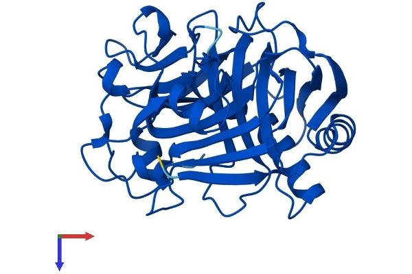 C11orf54 Protein (AA 1-315) (His tag)