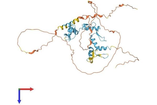 ZNF362 Protein (AA 1-420) (His tag)
