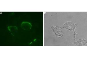 Expression of P2X1 receptor in rat PC12 cells - Cell surface detection of P2X1 receptor in intact living PC12 cells. (P2RX1 Antikörper  (Extracellular Loop) (Atto 488))