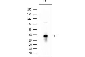 anti-Transformer 2 alpha Homolog (TRA2A) (C-Term) antibody