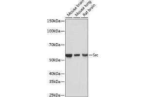 Western blot analysis of extracts of various cell lines, using Src antibody (ABIN7269727) at 1:1000 dilution. (Src Antikörper)