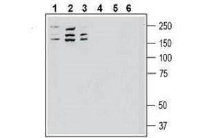 Western blot analysis of human SH-SY5Y neuroblastoma cell line lysate (lanes 1 and 4), human MDA-MB-231 breast adenocarcinoma cell line lysate (lanes 2 and 5) and human THP-1 monocytic leukemia cell line lysate (lanes 3 and 6): - 1-3. (ROBO1 Antikörper  (Extracellular, N-Term))