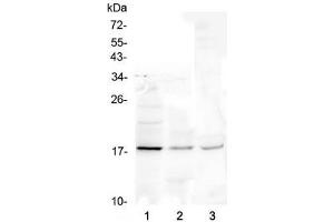 Western blot testing of 1) human Jurkat, 2) rat liver and 3) mouse liver lysate with Ribonuclease 3 antibody at 0.