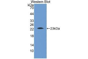 Western Blot; Sample: Recombinant protein. (Apolipoprotein M Antikörper  (AA 22-188))