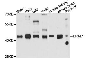 Western blot analysis of extracts of various cell lines, using ERAL1 antibody. (ERAL1 Antikörper  (AA 198-437))