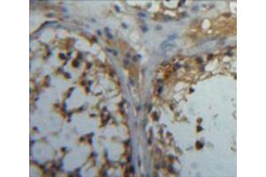 IHC-P analysis of testis tissue, with DAB staining. (CA5B Antikörper  (AA 34-317))