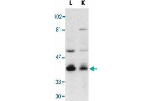 Western blot analysis of Dffb in mouse lung (L) and kidney (K) tissue lysates with Dffb polyclonal antibody  at 1 : 500 dilution. (DFFB Antikörper  (AA 314-329))