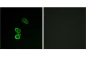 Image no. 1 for anti-Growth Associated Protein 43 (GAP43) (pSer41) antibody (ABIN2888422) (GAP43 Antikörper  (pSer41))