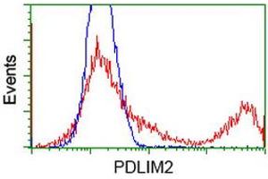 Image no. 1 for anti-PDZ and LIM Domain 2 (PDLIM2) antibody (ABIN1500125) (PDLIM2 Antikörper)