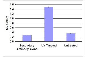 DNA Damage Induced by UV Light in HeLa Cells. (OxiSelect™ Cellular UV-Induced DNA Damage Staining Kit (CPD))