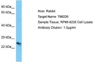 Host: Rabbit Target Name: TMED6 Sample Type: RPMI-8226 Whole Cell lysates Antibody Dilution: 1. (TMED6 Antikörper  (C-Term))