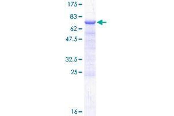 DLK2 Protein (AA 1-383) (GST tag)
