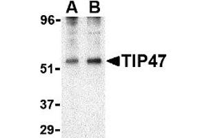 Western Blotting (WB) image for anti-Perilipin 3 (PLIN3) (N-Term) antibody (ABIN1031617) (PLIN3 Antikörper  (N-Term))