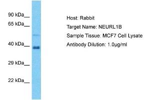 Host: Rabbit Target Name: NEURL1B Sample Tissue: Human MCF7 Whole Cell Antibody Dilution: 1ug/ml (NEURL1B Antikörper  (C-Term))