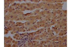 IHC image of ABIN7166472 diluted at 1:200 and staining in paraffin-embedded human liver tissue performed on a Leica BondTM system. (Proteoglycan 4 Antikörper  (AA 25-156))