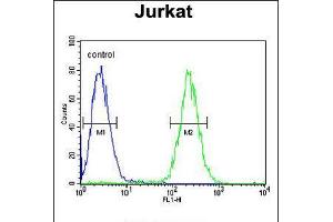 Flow cytometric analysis of Jurkat cells (right histogram) compared to a negative control cell (left histogram). (GNAT1 Antikörper  (C-Term))
