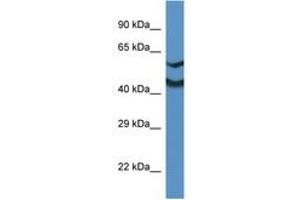 Image no. 1 for anti-NDRG Family Member 2 (NDRG2) (N-Term) antibody (ABIN6746003) (NDRG2 Antikörper  (N-Term))