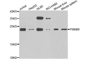 Western blot analysis of extracts of various cell lines, using PSMB8 antibody. (PSMB8 Antikörper)