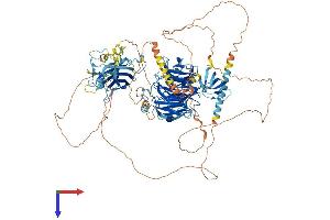 AHI1 Protein (AA 1-1047) (His tag)