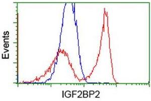 Image no. 3 for anti-Insulin-Like Growth Factor 2 mRNA Binding Protein 2 (IGF2BP2) antibody (ABIN1498825) (IGF2BP2 Antikörper)